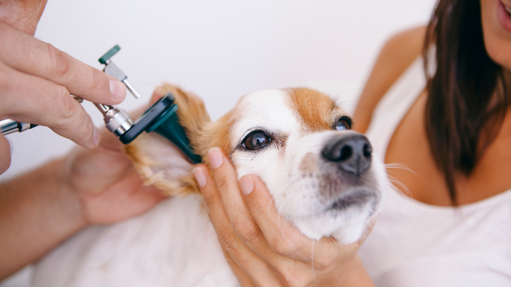 Ear infections in dogs