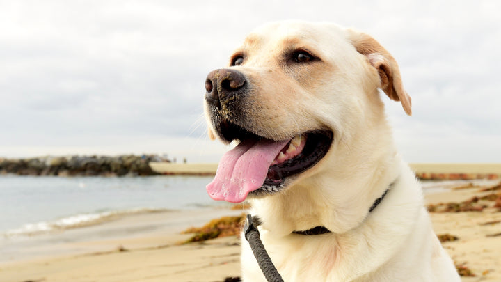 Retriever (Labrador) all about dog breeds