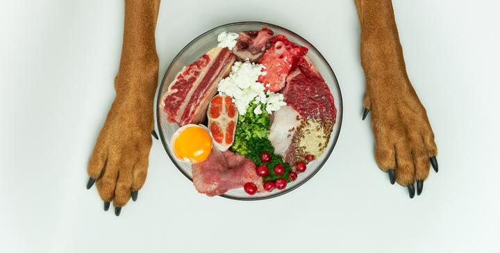Dog Nutrition: An In-depth Dive into Dog Nutritional Requirements