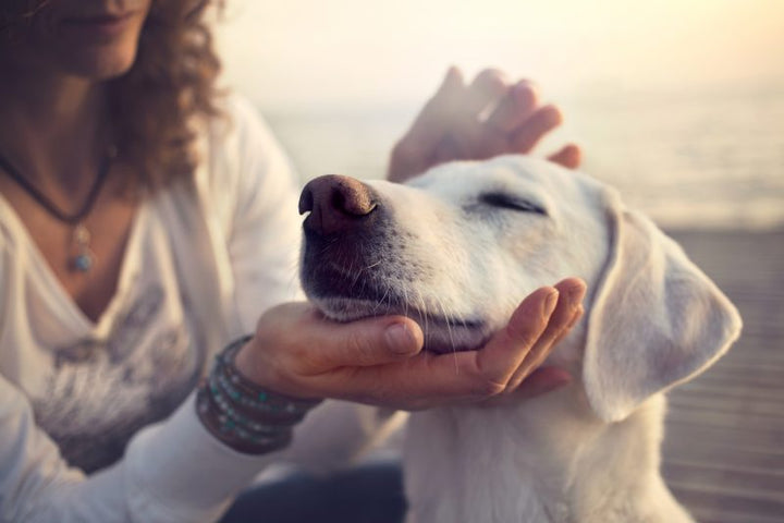 Benefits of Calming Hemp Treats for Dog