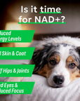 NAD+ for Dogs - Advanced Longevity Formula